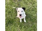 Adopt Griffin a Black Mixed Breed (Large) / Mixed dog in Fort Worth