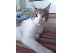 Adopt Scout a Spotted Tabby/Leopard Spotted American Shorthair / Mixed cat in