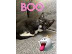Adopt Boo a Black & White or Tuxedo Domestic Shorthair / Mixed (short coat) cat