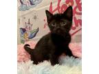 Adopt Ladybug a All Black Domestic Shorthair / Mixed cat in Whitestone