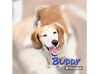 Adopt BUDDY a Basset Hound / Cattle Dog / Mixed dog in Moberly, MO (38887715)