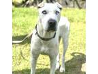 Adopt Snow a White - with Tan, Yellow or Fawn Shar Pei / Mixed dog in Keaau