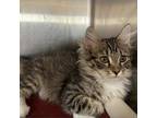 Adopt Nightingale a Brown or Chocolate Domestic Longhair / Mixed cat in Kanab