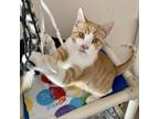 Adopt Laconia a Orange or Red Domestic Shorthair / Mixed cat in Kanab