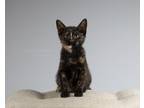 Adopt Peach a Tortoiseshell Domestic Shorthair (short coat) cat in Fort Collins