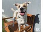 Adopt Chief a White - with Tan, Yellow or Fawn Hound (Unknown Type) / Mixed dog