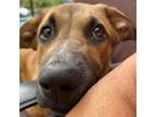 Adopt Aurora (Yangtze) a Tan/Yellow/Fawn Shepherd (Unknown Type) / Mixed dog in