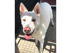 Adopt Ace a White Shepherd (Unknown Type) / Husky dog in Pagosa Springs