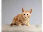 Adopt Berry a Orange or Red Tabby Domestic Shorthair (short coat) cat in Fort