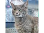 Adopt Cheyenne a Gray or Blue Domestic Shorthair / Mixed cat in Huntsville