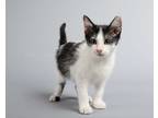 Adopt Kiwi a Black & White or Tuxedo Domestic Shorthair (short coat) cat in Fort