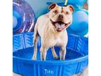Adopt Tito a Tan/Yellow/Fawn Mixed Breed (Large) / Mixed dog in Philadelphia