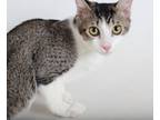 Adopt Wednesday a Brown Tabby Domestic Shorthair / Mixed (short coat) cat in
