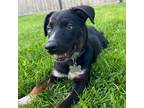 Adopt Peggy a Black Blue Heeler / Australian Cattle Dog / Mixed dog in Chicago