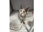 Adopt Mirabel a Calico or Dilute Calico Calico (long coat) cat in Geneseo