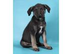 Adopt Felix a Black German Shepherd Dog / Mixed dog in Morton Grove