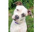 Adopt Uniqua a White Mixed Breed (Large) / Mixed dog in Blackwood, NJ (38855825)