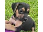 Adopt Liberty a Boxer / Mixed dog in WAYNESVILLE, GA (38735530)