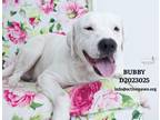 Adopt Bubby a Labrador Retriever / Mixed Breed (Medium) / Mixed dog in Conroe