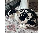 Adopt Nova a Mini Rex / Mixed rabbit in Shawnee, KS (38841600)