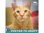Adopt Mango a Orange or Red Domestic Shorthair / Mixed cat in Lakewood