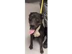 Adopt PEEPS a Black American Pit Bull Terrier / Rottweiler / Mixed dog in Los