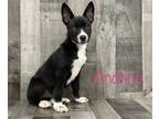 Adopt Andrina OTCL1 7-26-23 a Black Terrier (Unknown Type