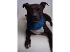 Adopt 23-349D Smokey a Brown/Chocolate American Pit Bull Terrier / Mixed dog in
