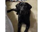 Adopt Elize a Black Labrador Retriever / Mixed dog in Buffalo, MN (38835358)