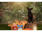 Adopt Brandy a Black Rat Terrier / Miniature Pinscher / Mixed dog in Weeki