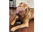 Adopt Bobo a Shar Pei / Mixed dog in West Hollywood, CA (38831360)