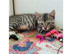 Adopt Sprocket 22 a Brown or Chocolate Domestic Shorthair / Mixed cat in Austin