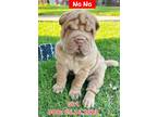 Adopt Na Na a Shar Pei / Mixed dog in West Hollywood, CA (38828459)