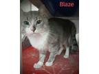 Adopt Blaze a Gray or Blue Domestic Shorthair / Domestic Shorthair / Mixed cat