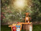 Adopt Huckleberry a Tan/Yellow/Fawn Rat Terrier / Miniature Pinscher / Mixed dog