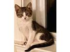 Adopt Antonio a Domestic Shorthair / Mixed (short coat) cat in Alpharetta