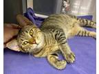 Adopt Alfonso a Domestic Shorthair / Mixed (short coat) cat in Alpharetta