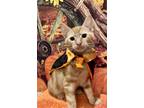 Adopt Luke a Domestic Shorthair / Mixed cat in Whitestone, NY (38816636)