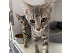 Adopt Micaiah a Gray or Blue Domestic Shorthair / Mixed cat in Kanab