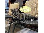 Adopt Cami a Tortoiseshell Domestic Shorthair (long coat) cat in Dallas