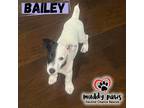Adopt Bailey - No Longer Accepting Applications a Tricolor (Tan/Brown & Black &