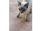 Adopt Power has no name a Gray or Blue Siamese / Mixed (medium coat) cat in