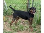 Adopt Ginny a Hound (Unknown Type) / Mixed dog in Neillsville, WI (38788931)