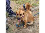 Adopt Bella a Brown/Chocolate Basset Hound / Belgian Malinois / Mixed dog in