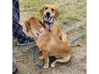 Adopt Ruthy a Brown/Chocolate Basset Hound / Belgian Malinois / Mixed dog in