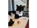 Adopt Kirby a All Black Domestic Shorthair / Domestic Shorthair / Mixed cat in