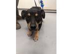 Adopt BLUE a Black Rottweiler / Shepherd (Unknown Type) / Mixed dog in Los