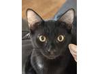 Adopt Ciri a All Black Domestic Shorthair / Mixed (short coat) cat in Oakdale