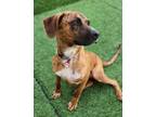 Adopt Randall a Mountain Cur / Mixed dog in Benton, AR (38751906)