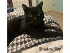 Adopt Shadow Boy a Domestic Shorthair / Mixed (short coat) cat in Hoover